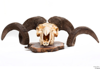  Skull Mouflon Ovis orientalis head horns skull 0016.jpg